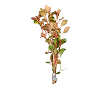 Dried rosemary bundle with brown and green leaves tied in silver ribbon