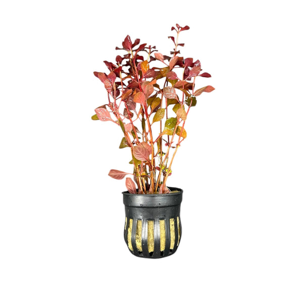 Ludwigia Sp. 'Super Red Mini' Potted - [AquaticMotiv]