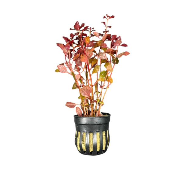 Ludwigia Sp. Super Red Mini potted plant in black yellow pot