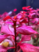 Vibrant Ludwigia Sp. Super Red Mini potted aquatic plant with glossy leaves
