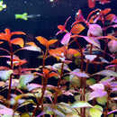 Vibrant red and green Ludwigia Super Red Mini plant in potted aquarium