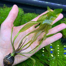 Madagascar Lace Plant with broad green leaves and brown roots for aquariums