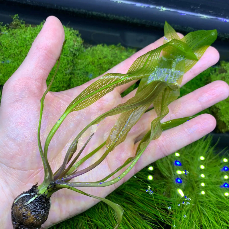 Madagascar Lace Plant (Aponogeton madagascariensis)