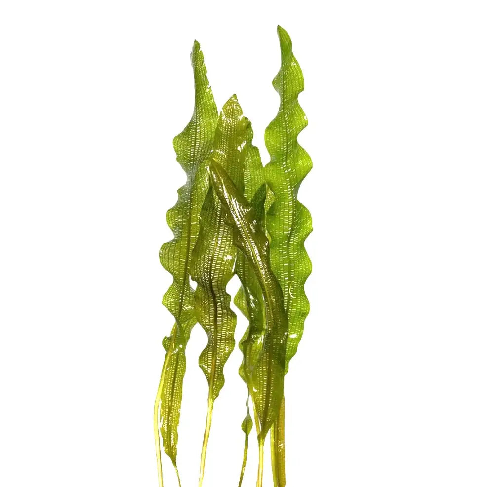 aponogeton aquarium plant Madagascar Lace Plant Aponogeton madagascariensis