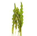 Madagascar lace plant with green wavy leaves and stems