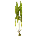 Madagascar Lace Plant with broad green leaves and roots for aquariums