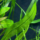 Madagascar Lace Plant with green serrated leaves and intricate veins