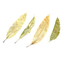 Mango Leaves - 10 pcs - AquaticMotiv