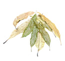 Mango Leaves - 10 pcs - AquaticMotiv