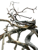 Manzanita Litter Sticks - 8 pack - [AquaticMotiv]