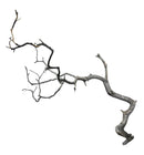 Manzanita Wood - [AquaticMotiv]