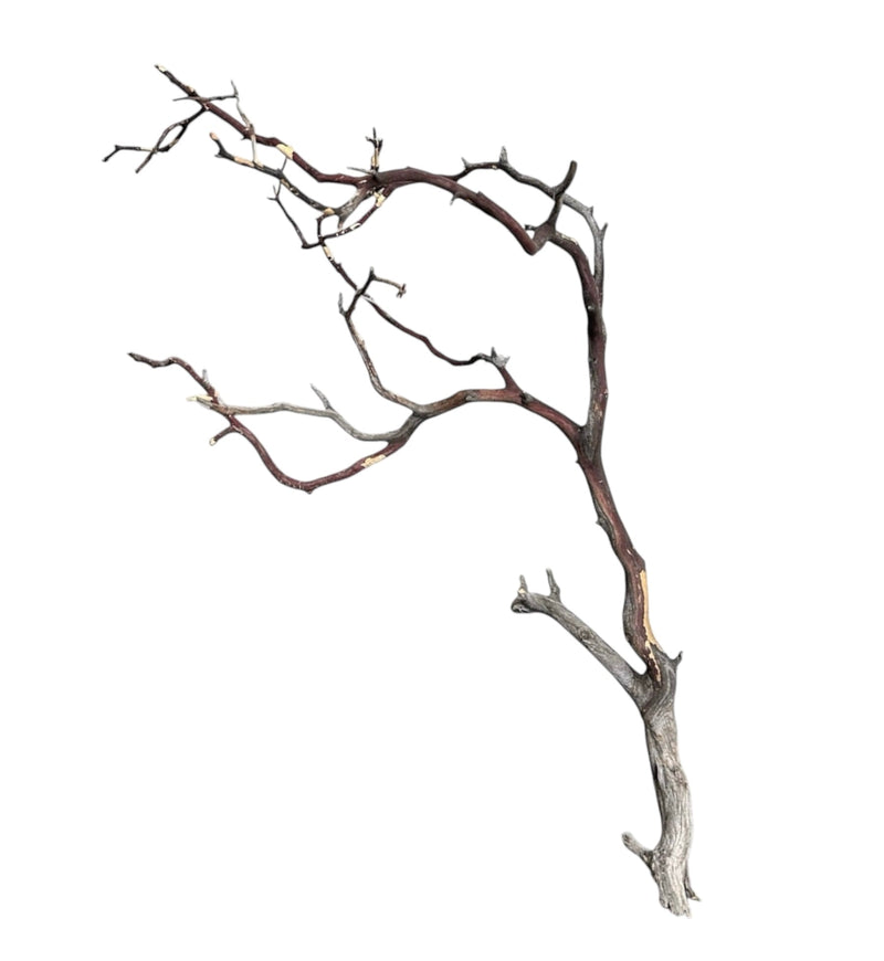 Manzanita Wood - [AquaticMotiv]