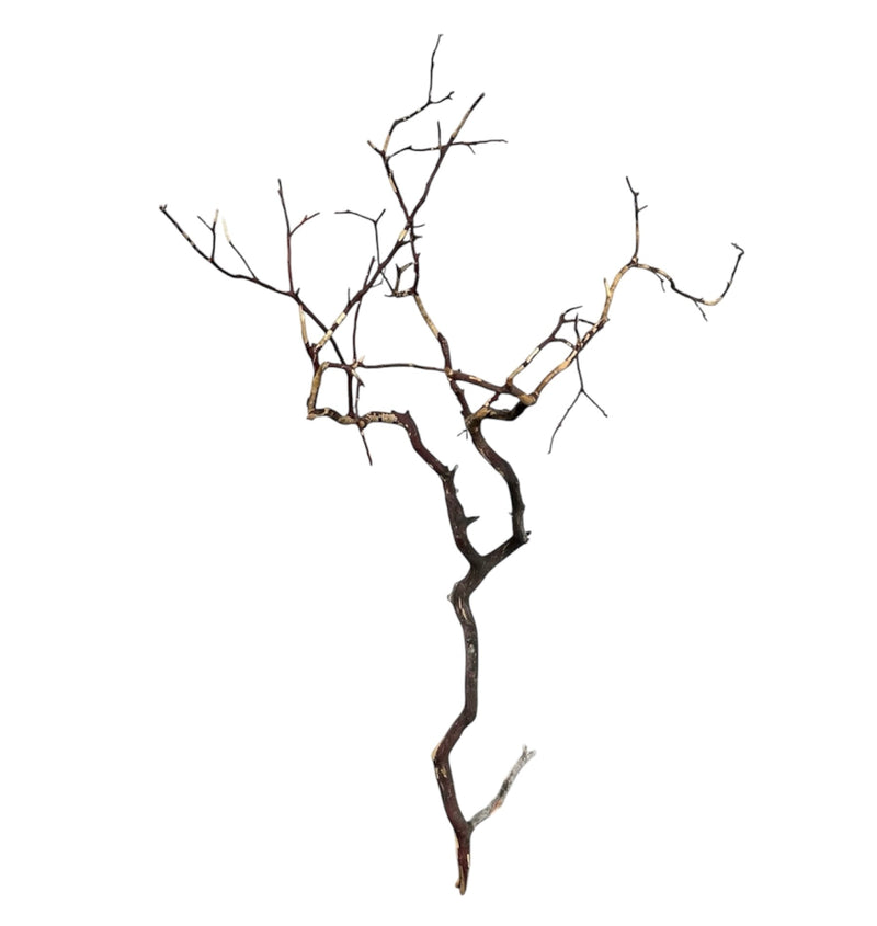 Manzanita Wood - [AquaticMotiv]