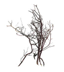 Elegant Manzanita Wood brown dried branch wall decor