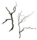 Rustic Manzanita Wood dried branch wall decor set of two in natural brown