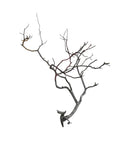 Manzanita Wood - [AquaticMotiv]