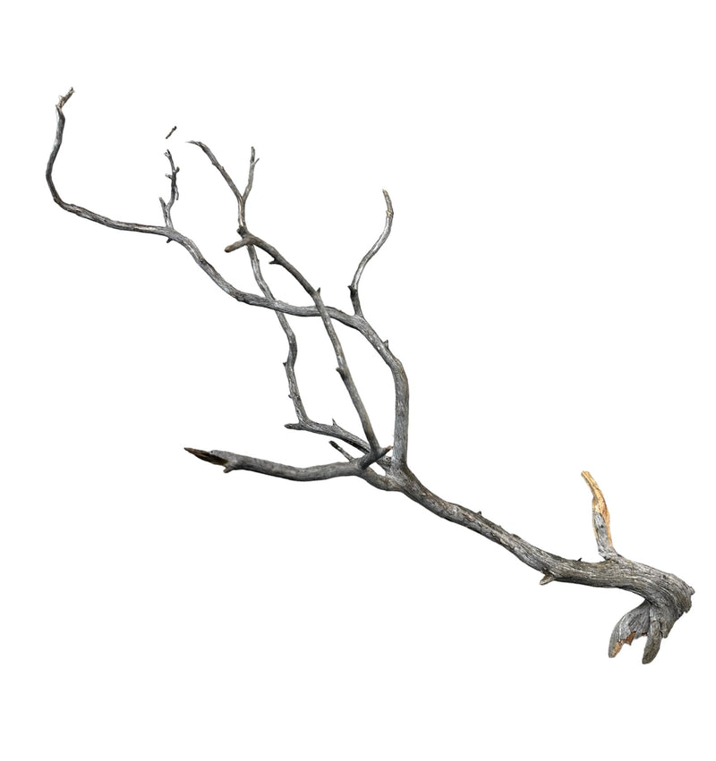 Manzanita Wood - [AquaticMotiv]