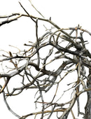 Manzanita wood dried branch sculpture in natural brown tones