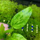 Marble Queen Radican Sword Bunch: green variegated aquatic plant with blue beads