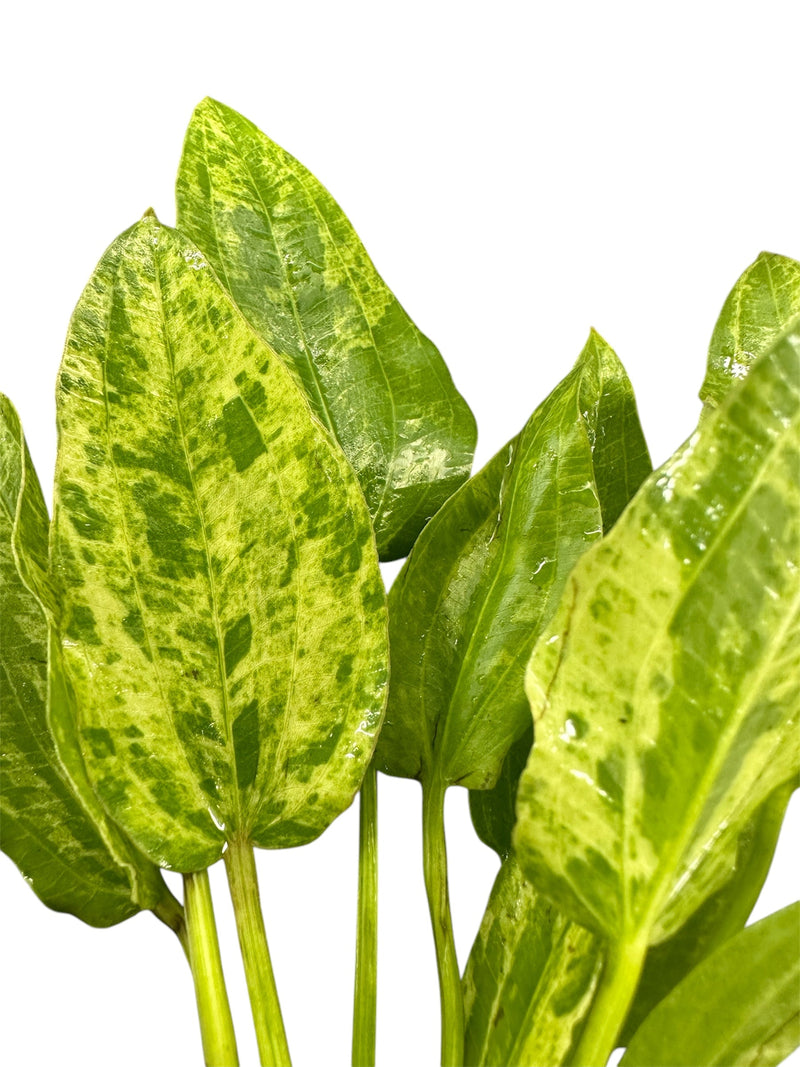 Marble Queen Radican Sword Bunch - [AquaticMotiv]