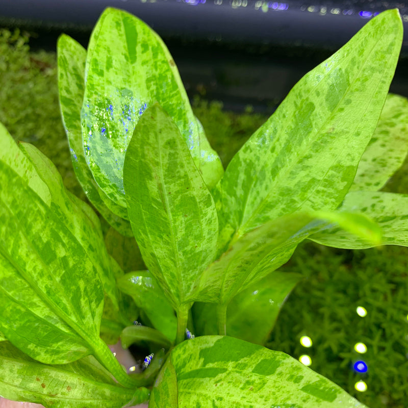 Marble Queen Radican Sword - AquaticMotiv