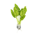 Marble Queen Radican Sword Bunch: green leafy aquatic plant in white silver pot