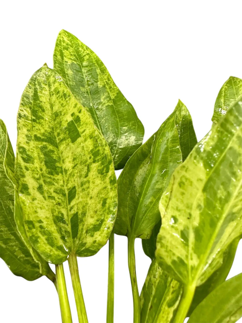 Marble Queen Radican Sword Pot with green yellow marbled pothos leaf