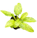 Lime green and white speckled Marble Queen Radican Sword in black pot