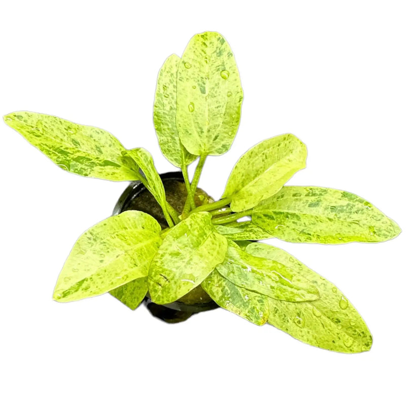 Lime green and white speckled Marble Queen Radican Sword in black pot