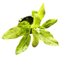 Marble Queen Radican Sword Pot with green leafy aquatic plant and water droplets