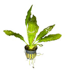 Melon Sword Echinodorus Osiris green aquatic plant in black pot with white roots