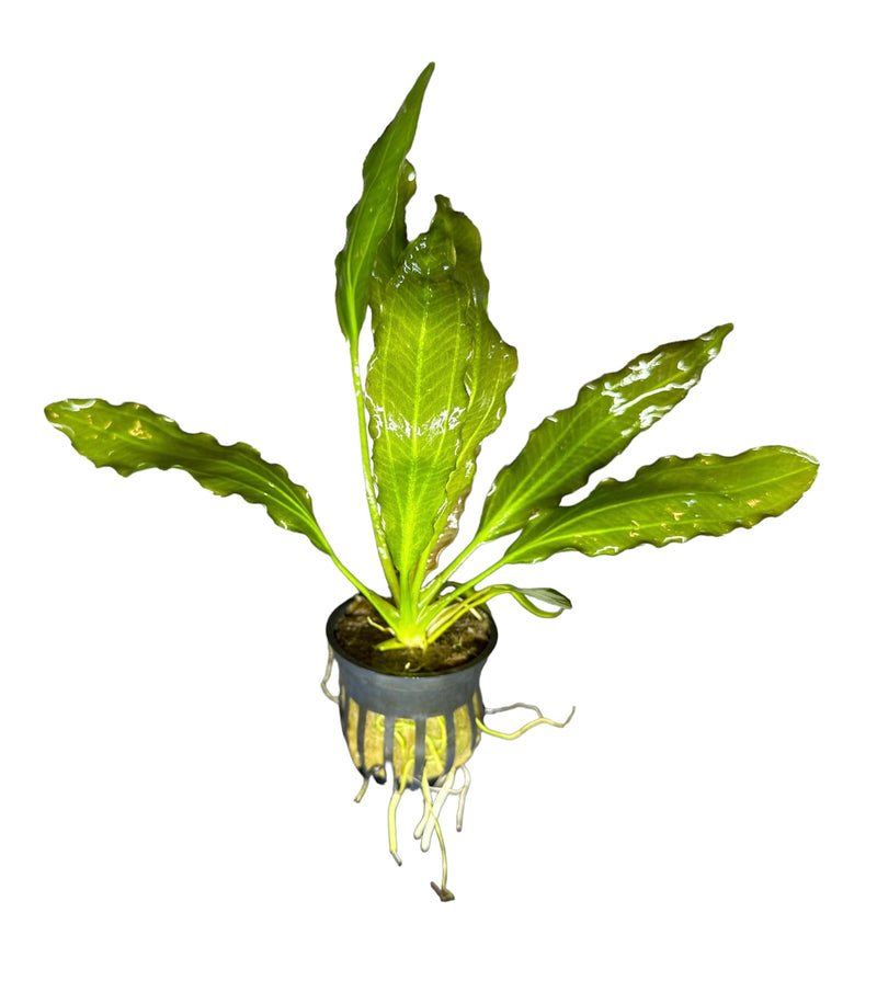 Melon Sword (Echinodorus Osiris) - AquaticMotiv
