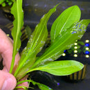 Melon Sword (Echinodorus Osiris) - AquaticMotiv