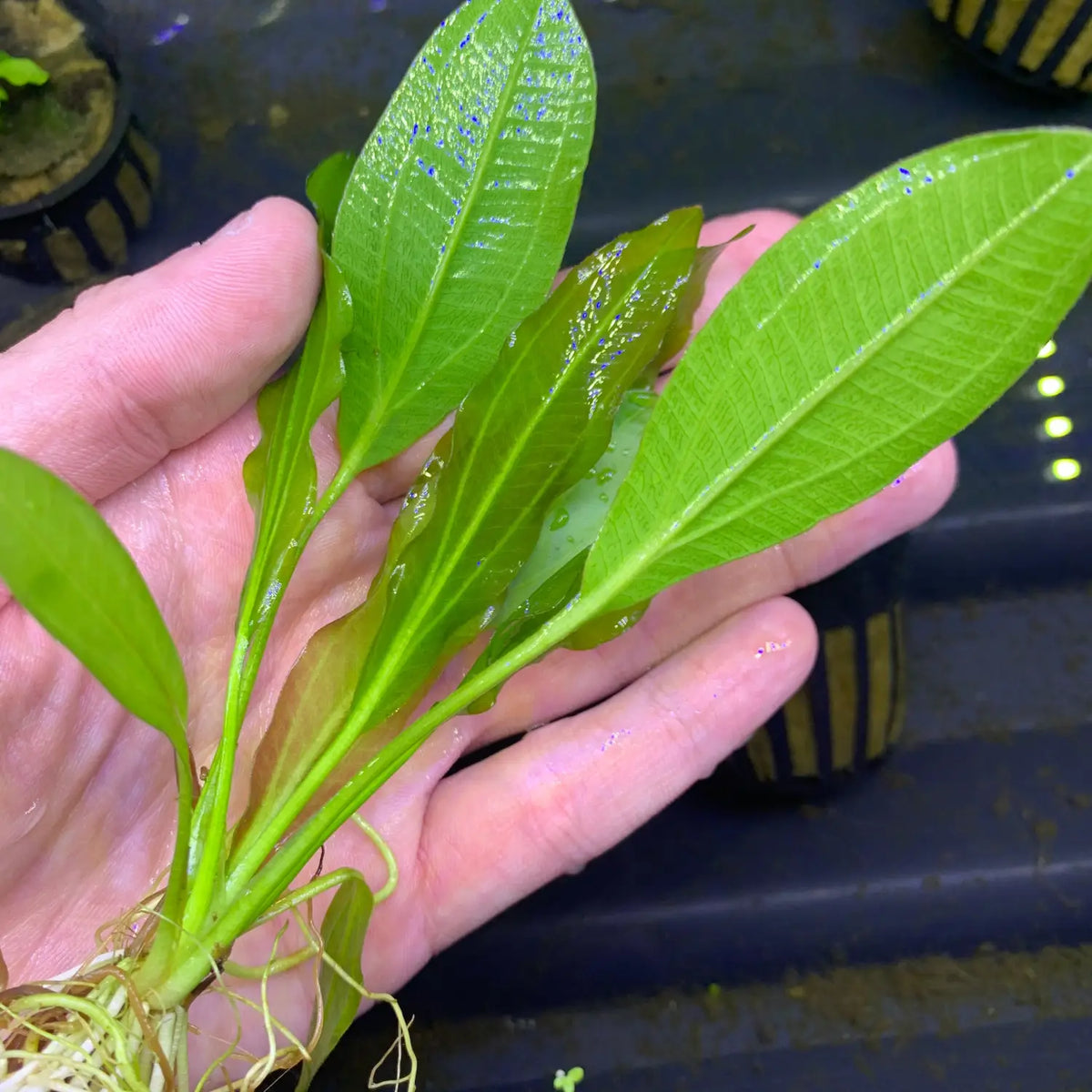 Melon Sword Echinodorus osiris Aquatic Plant