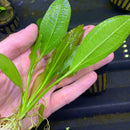 Green leafy Melon Sword Echinodorus Osiris aquatic plant with roots for aquariums