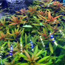 Mermaid Weed Proserpinaca Palustris with green orange leaves and blue LED lights
