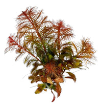 Vibrant orange and green Mermaid Weed aquarium plant