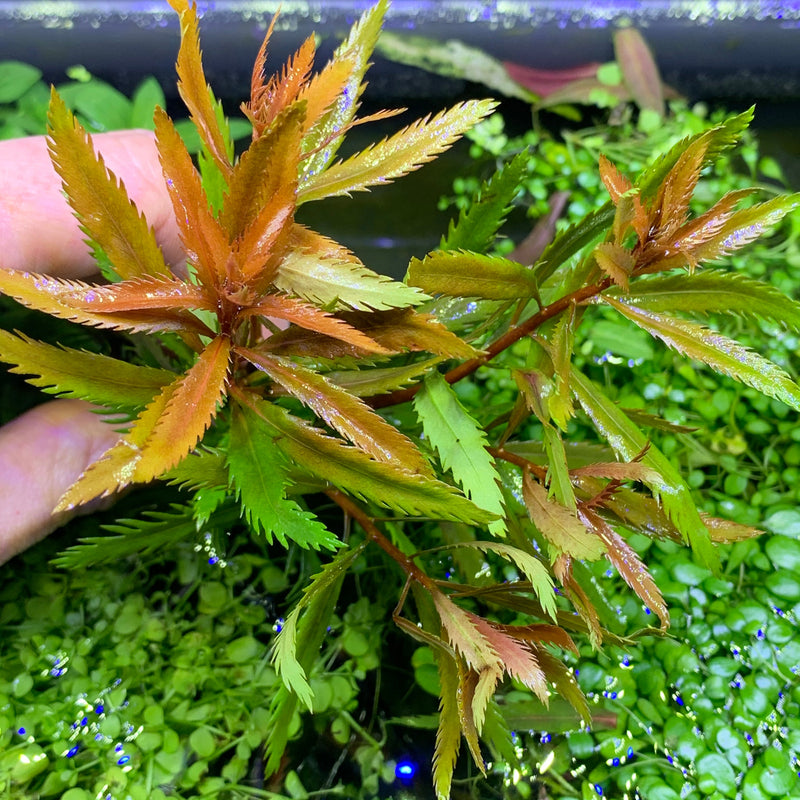 Mermaid Weed (PROSERPINACA PALUSTRIS) - AquaticMotiv