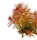 Vibrant orange red Mermaid Weed artificial coral reef with branching structure