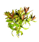 Mermaid Weed artificial green aquatic plant with red edges