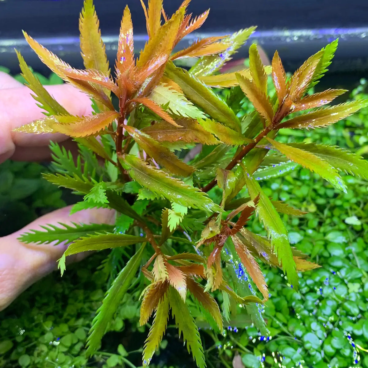 mermaid pot plant Mermaid Weed Proserpinaca palustris Aquarium Plant