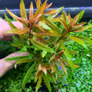 Mermaid Weed (PROSERPINACA PALUSTRIS) - AquaticMotiv