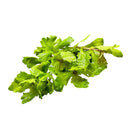 Fresh Mexican Oak Leaf bundle with vibrant green leaves for culinary use