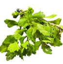 Fresh Mexican Oak Leaf branch with green leaves and water droplets