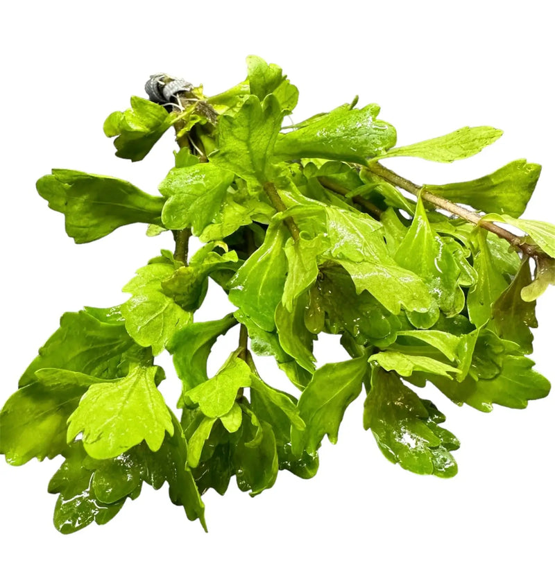 Mexican Oak Leaf Shinnersia rivularis Fast Growing Plant | Aquatic Motiv