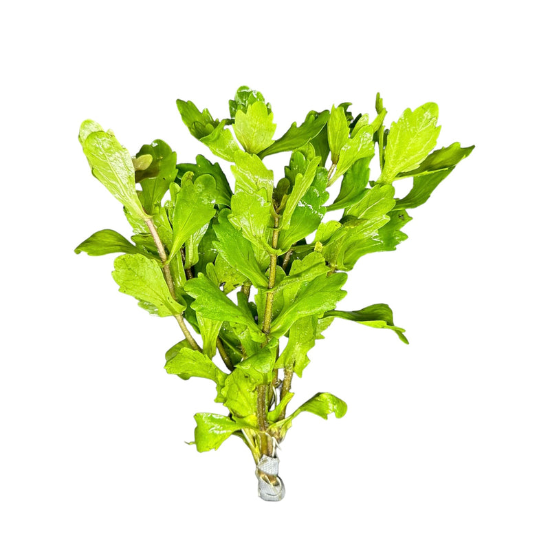 Mexican Oak Leaf (Shinnersia rivularis) - AquaticMotiv