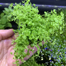 Micranthemum Monte Carlo green aquatic plant with delicate floating leaves