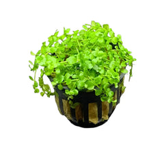 Green java fern in black pot with gold accents, Monte Carlo style