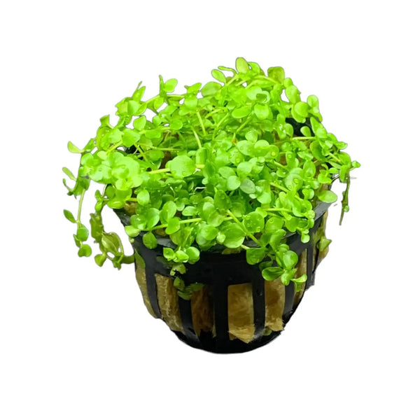 Easy Potted Aquarium Plants for Effortless Scaping | Aquatic Motiv