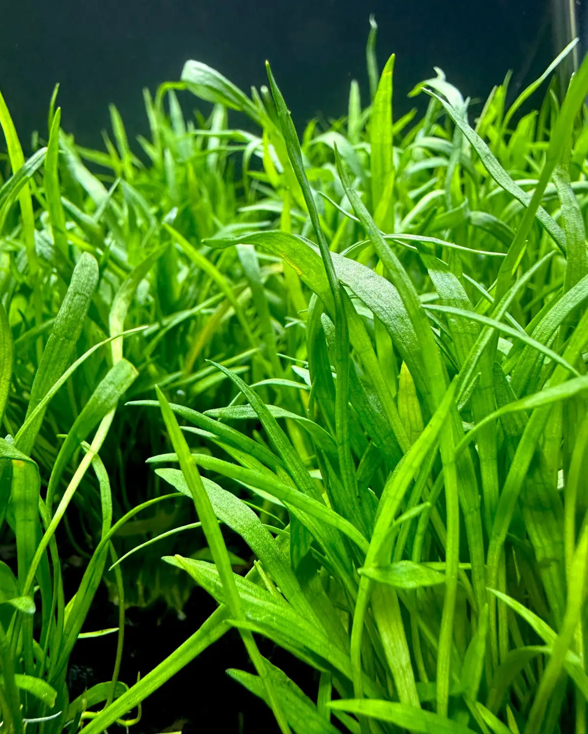 Micro Sword Lilaeopsis novaezelandiae Carpet Plant | Aquatic Motiv